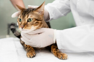 Read more about the article Saiba Como Funciona A Cirurgia Em Animais E Cuidados